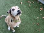 Aspen - Adoption Pending Wheaten Terrier Senior Female