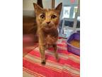 Brittany Domestic Shorthair Young Female