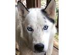 Zeus *Reduced fee! Husky Young Male