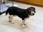 Bacon Beagle Adult Male