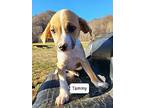 Tammy Black and Tan Coonhound Young Female