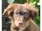 JB’s Carbon Copy MINI AUSSIE Australian Shepherd Puppy Male