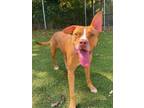 Kalani American Pit Bull Terrier Young Female