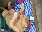 Dasher - Large Orange Cat #23 Domestic Shorthair Adult Male