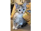 Miss BisKit Domestic Shorthair Kitten Female