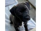Merlyn Pit Bull Terrier Puppy Male