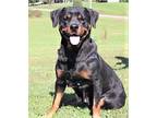 LIZA THE REMARKABLE ROTTIE Rottweiler Adult Female