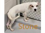 STONE American Pit Bull Terrier Puppy Male