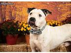 MUNCHIE Pit Bull Terrier Adult Male