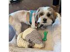 Dudley Do Right Shih Tzu Adult Male
