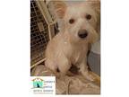 Snow White Westie, West Highland White Terrier Young Female