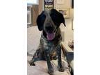 Bodie German Shorthaired Pointer Adult Male