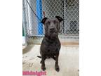 Midnight American Pit Bull Terrier Young Female