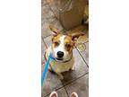Hunter Rat Terrier Young Male