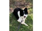 Homer Border Collie Adult Male