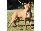 Buddy 34524 Pit Bull Terrier Young Male