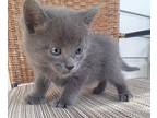Sloop Domestic Shorthair Kitten Male