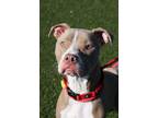 Phoenix VII 41 American Pit Bull Terrier Young Male