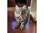 Douglas Domestic Mediumhair Kitten Male
