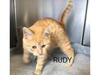 Rudy Domestic Shorthair Kitten Male