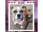 ELSIE English Bulldog Young Female