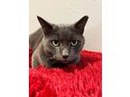 Adopt Buster a Gray or Blue Russian Blue (short coat) cat in Greensburg