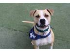 Adopt Gordie a Tan/Yellow/Fawn American Staffordshire Terrier / Mixed dog in