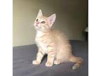 Harlow Domestic Shorthair Kitten Female