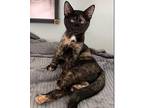 Twyla Domestic Shorthair Kitten Female