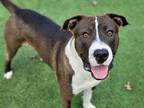 RICHARD American Staffordshire Terrier Adult Male