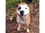 Adopt Hilary a Tan/Yellow/Fawn Boxer / Terrier (Unknown Type