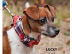 Adopt Lucky a Red/Golden/Orange/Chestnut - with White Jack Russell Terrier /