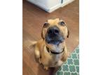 Adopt Bochy a Red/Golden/Orange/Chestnut - with Black Black Mouth Cur / Mixed