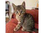 Q Domestic Shorthair Kitten Male