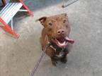 REINA American Pit Bull Terrier Young Female
