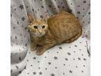 Oliver Domestic Shorthair Kitten Male