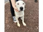 Adopt Shiloh a White - with Tan, Yellow or Fawn Labrador Retriever / Shepherd