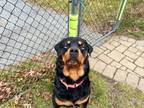 Adopt Frosty a Black - with Tan, Yellow or Fawn Rottweiler / Mixed dog in