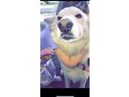 Adopt Lily a Tan/Yellow/Fawn - with White Husky / Golden Retriever / Mixed dog