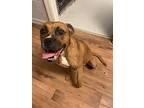 Conner Boxer Adult Male