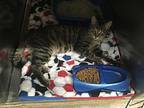 Cricket - Gray Tabby in foster care Domestic Mediumhair Adult Male