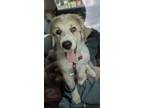 Adopt Copper a White - with Tan, Yellow or Fawn Great Pyrenees / Mixed dog in