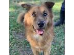 Chester /55137 Chow Chow Young Male