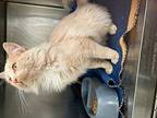 Mittens - Light Orange Fluffly Cat #18 Domestic Mediumhair Adult