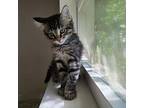 Graham Domestic Shorthair Kitten Male
