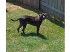 Adopt Whiskey a Brown/Chocolate - with White Pit Bull Terrier / Labrador