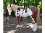 John Wayne foals arriving 2022 mares bred to JW two foals big color