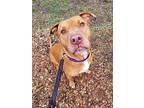 Cane American Staffordshire Terrier Adult Male