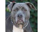 Ty von Houston Pit Bull Terrier Adult Female