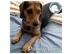 PENNY LANE Beagle Young Female